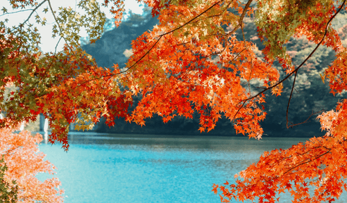 Die besten Orte, um das japanische Herbstlaub zu bewundern