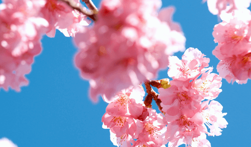 Die 10 besten Orte, um die Kirschblüte zu erleben