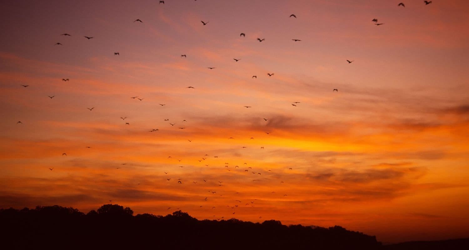 Sunset with flying foxes, Satonda Island