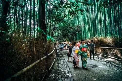 Arashiyama bamboo