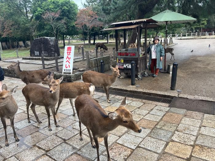 Les daims à Nara