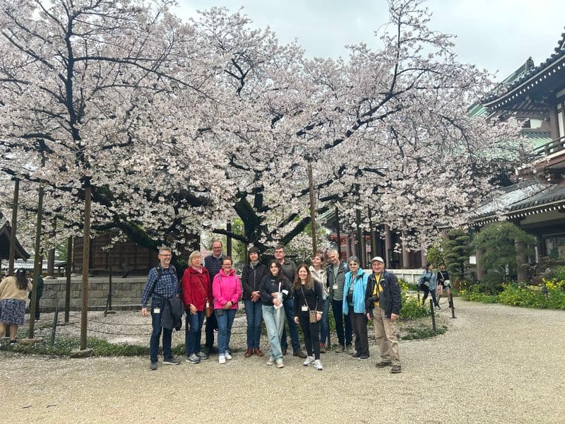 Beim Tochoji vorm Kirschblüten Baum